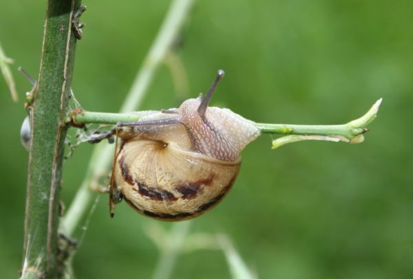 Escargot des jardins © Nicolas Macaire